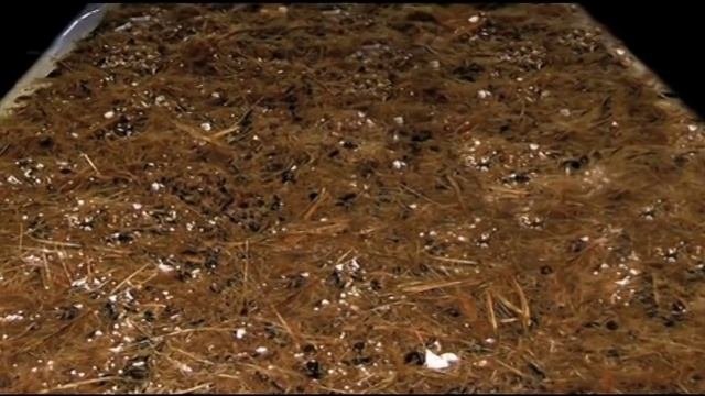 Curso de cultivo del Hongo Ostra Pleurotus ostreatus