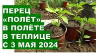 Особенности посадки сладкого перца весной 2024 Features of planting sweet peppers in spring 2024