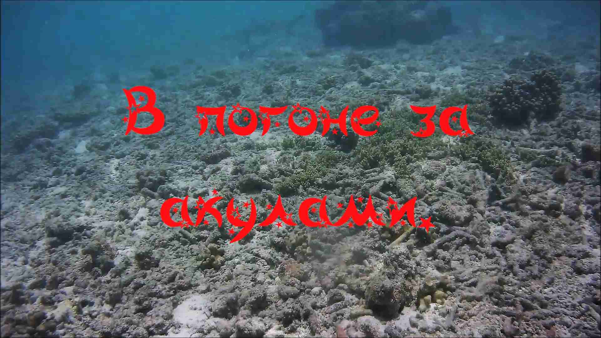 В погоне за акулами..mp4