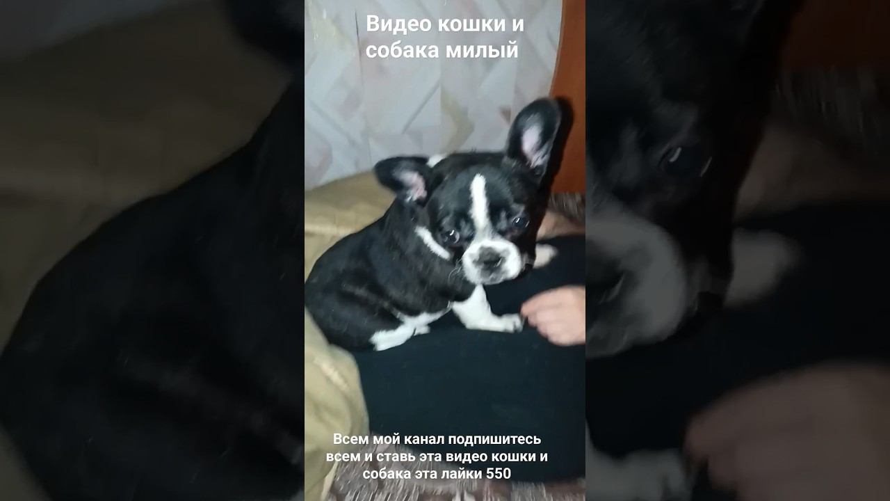 видео кошки и собака милый