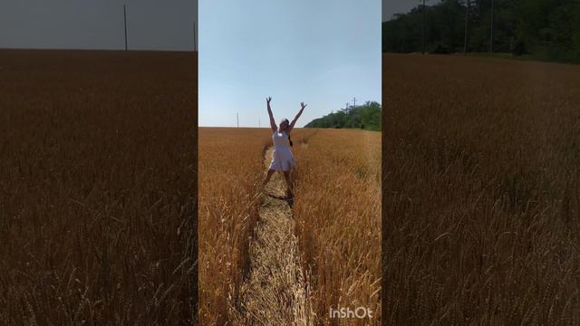 пшеница поле июнь 2024