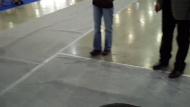 Больше статей и видео на allbestdog.ru