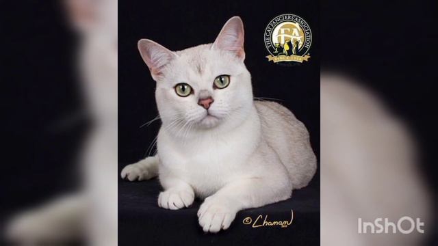 Burmila cat