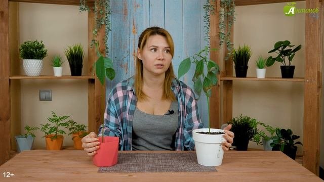 Как вырастить авокадо из косточки дома
