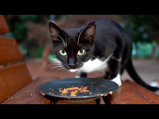 A Stray Cat's Winter Dinner!