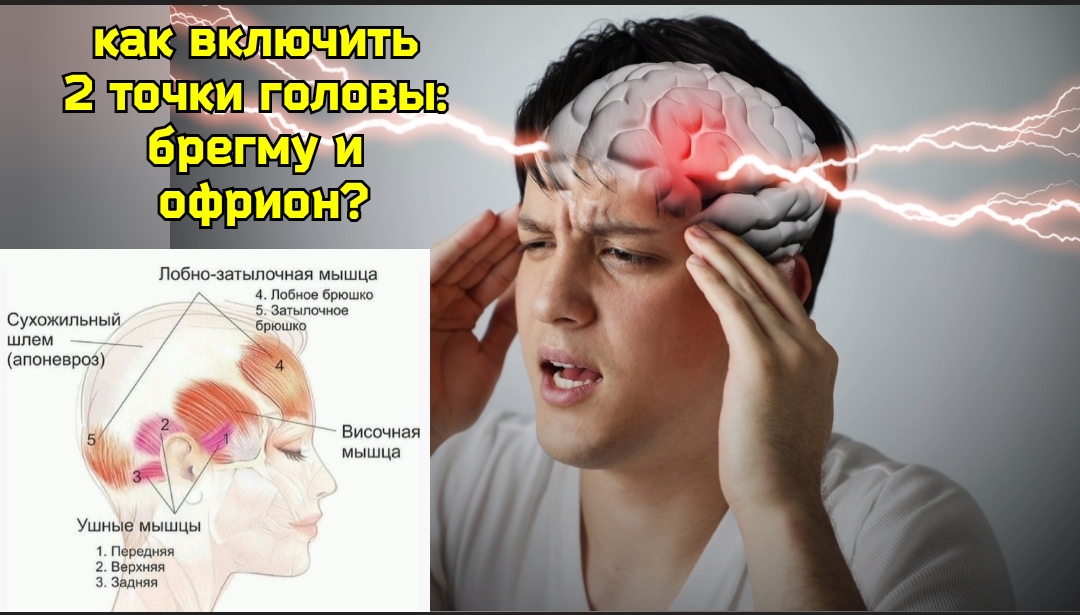 Мозг и шея устали от стресса? Помогут 2 точки: брегма и офрион