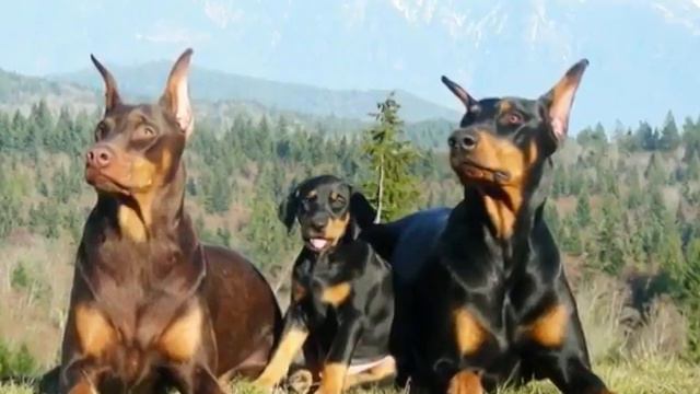 ТОП 10 Самых сильных собак