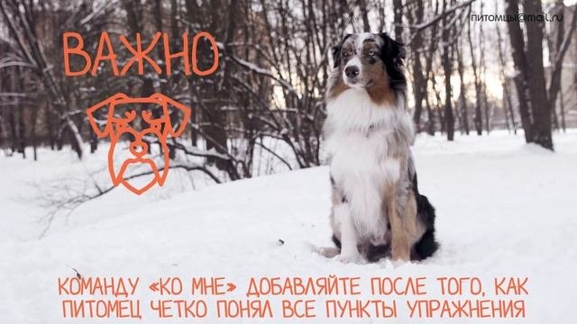 Команда Ко мне  как научить собаку?