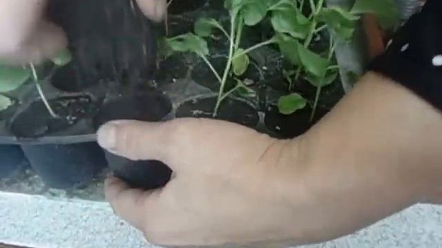 КАКИЕ КАССЕТЫ ЛУЧШЕ ИСПОЛЬЗОВАТЬ ДЛЯ ВЫРАЩИВАНИЯ РАССАДЫ БАКЛАЖАН БЕЗ ПИКИРОВКИ  Видеоурок Ольги Че