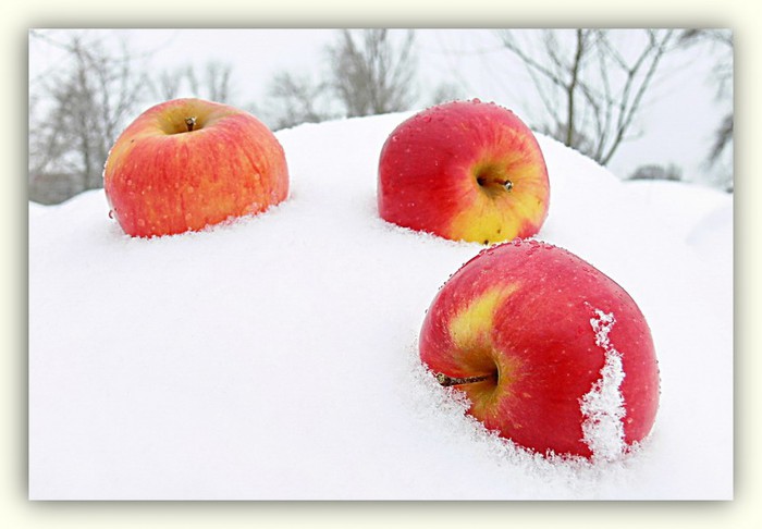 Яблоки на снегу... Кавер...