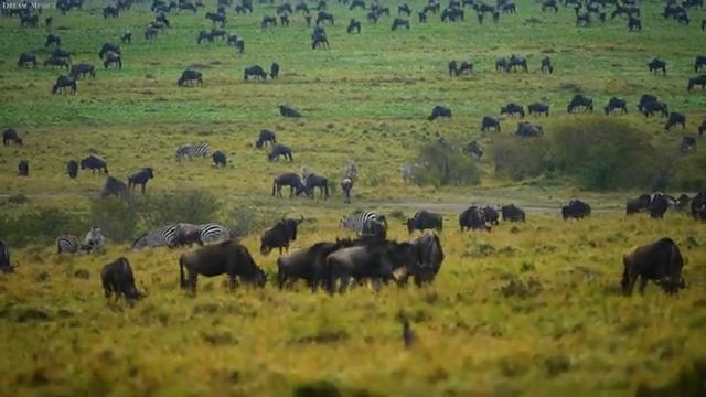 4K African Animals: Ruaha National Park - Amazing African Wildlife Footage with Real Sounds