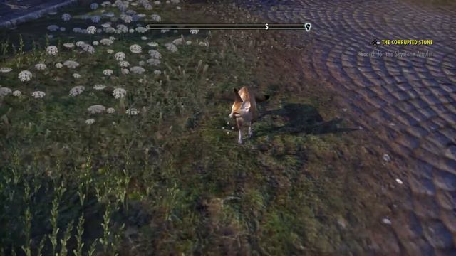 ESO - New Fennec Fox Pet Idle Animation