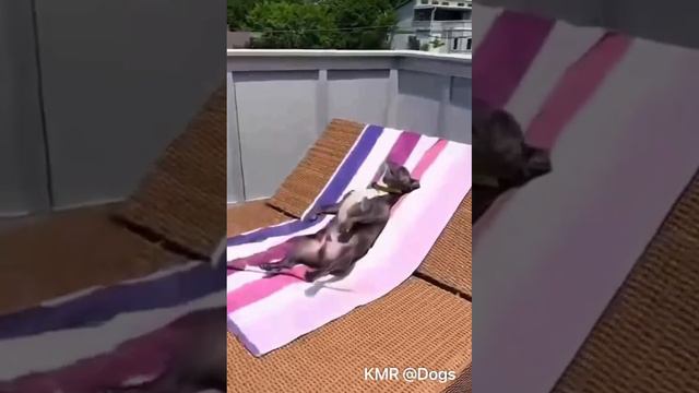 Планы на выходные 😎 ( видео про собак )