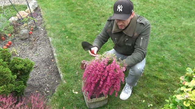 Erica gracilis Glockenheide Pflegen Düngen Schneiden Tipps Überwintern
