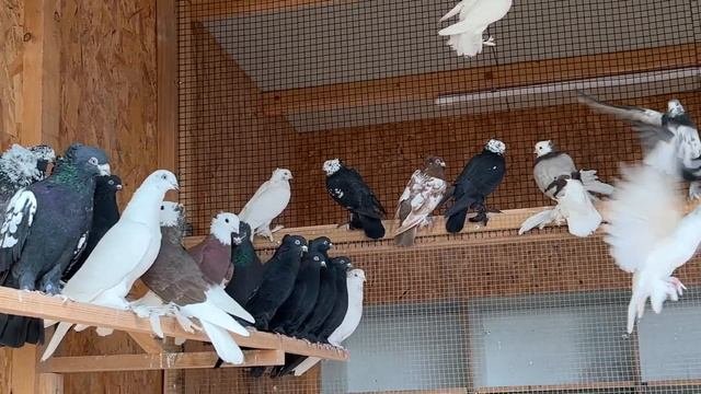 Голуби Tauben Pigeons  ￼Paul Germania