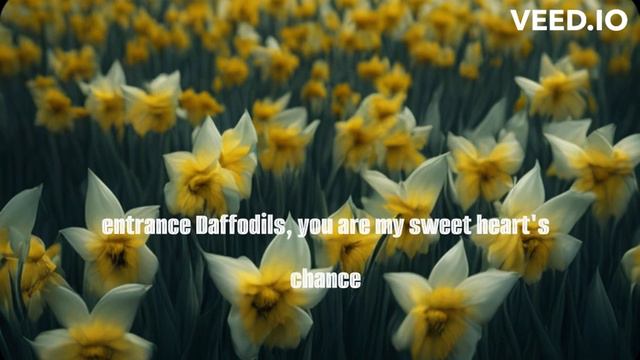 DAFFODILS