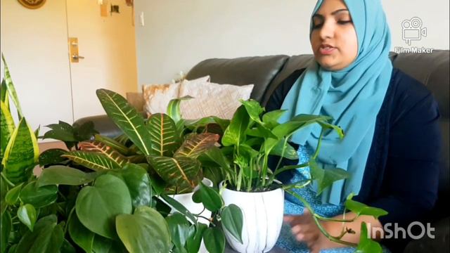 Easy Plants |Top 10