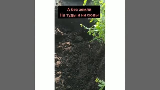 плодородная почва своими руками. опилки в огороде 27 сентября 2020 г.