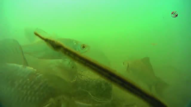 Пробовал под водой классический МАКУШАТНИК 🐟хотелось показать, что это не жаберный способ ловли рыб