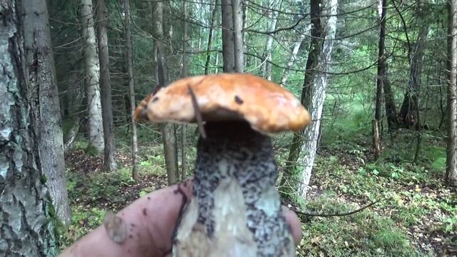 Тихая охота. Осенняя пора. Белые, подберёзовики и подосиновики.