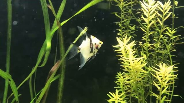 Скалярии Кои / Pterophyllum Koi