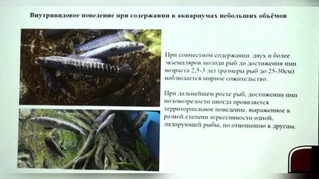 Змееголов амурский Channa argus в экспозициях Приморского океанариума