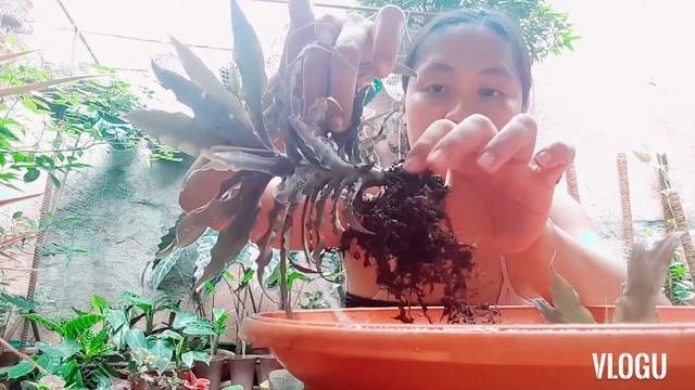 Cryptanthus Earth Star  Guide : Flower Propagation  Care