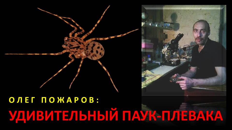 Олег Пожаров: удивительный паук-плевака