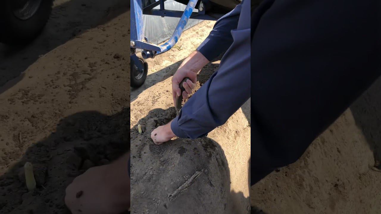 Сбор белой спаржи. В мае видео с плантации спаржи на канале. спаржа