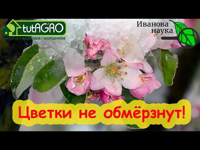 ПРОСНУЛИСЬ ДЕРЕВЬЯ и КУСТЫ? Смородина, земляника, яблони, сливы, вишни... Чем защитить их от холода?