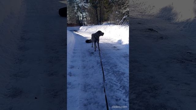 Вейтпуллинг - спорт для сильных собак.