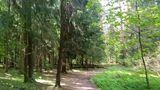 7. Кучинский лесопарк - Kuchinsky Forest Park