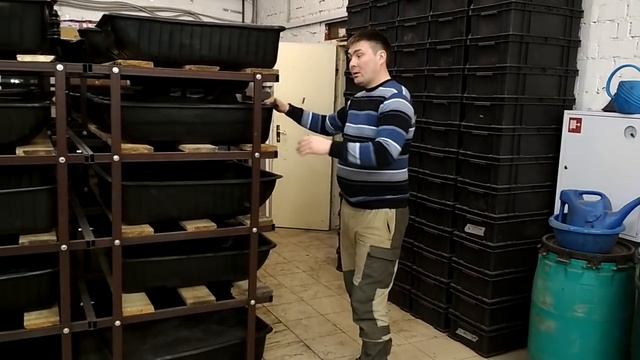 3 способа выращивания дендробены. Немного о нашей ферме.