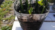 Черенкуем розы осенью, композиции из фруктов и овощей.