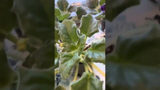 Фиалки цветущие. «Цветочки от Дарьи( Данечка). Эписции и др.»