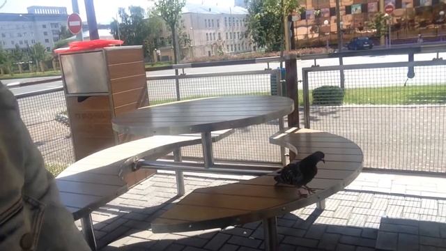 Щенок корги - это моя мечта! / Vlog 9/ 2 августа 2015