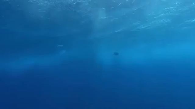 U-Köpekbalığı