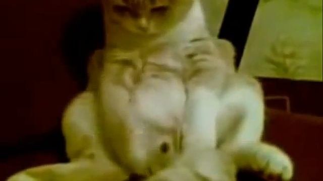 Странные животные / Strange pets