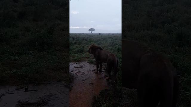 Кения Восточный Цаво тропический ливень старый лев.