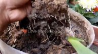 How to Successfully Grow Gladiolus Plants from Bulbs: Tips and Tricks