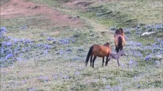Как живут лошади очень красивое видео