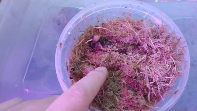 Алоказия Ред Секрет/Результат омоложения Алоказии Ред Секрет спустя месяц.