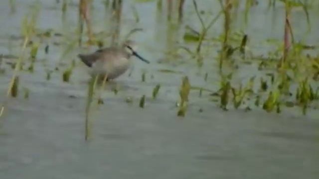 Terek Sandpiper Xenus cinereus 17 May 2012 Zbiornik Mietkowski SW Poland