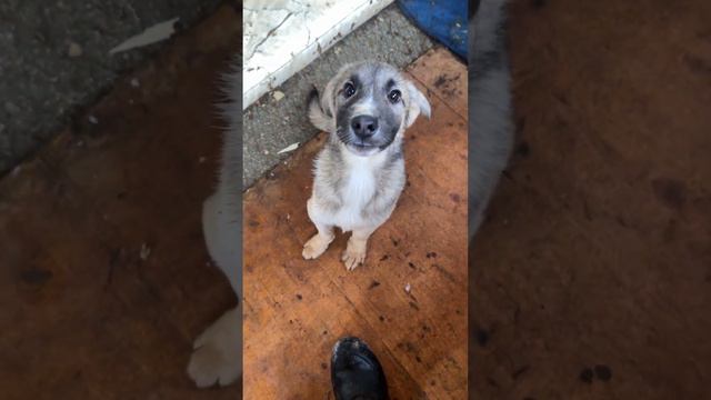 Шансик 🐾