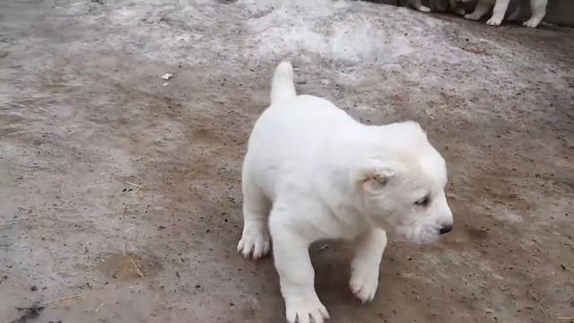 Щенки алабаи 1 месяц. вайбер +380665342133 / Alabai puppies 1 months