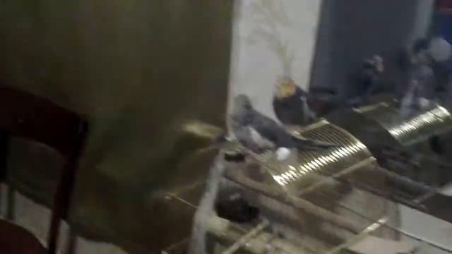 Рорри начинает петь.