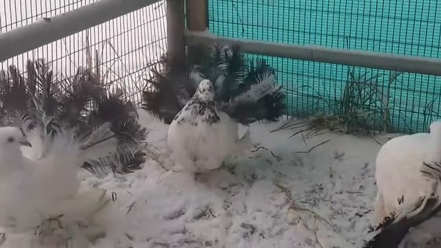 шелковые голуби павлины Дубровского Сергея 89873048800