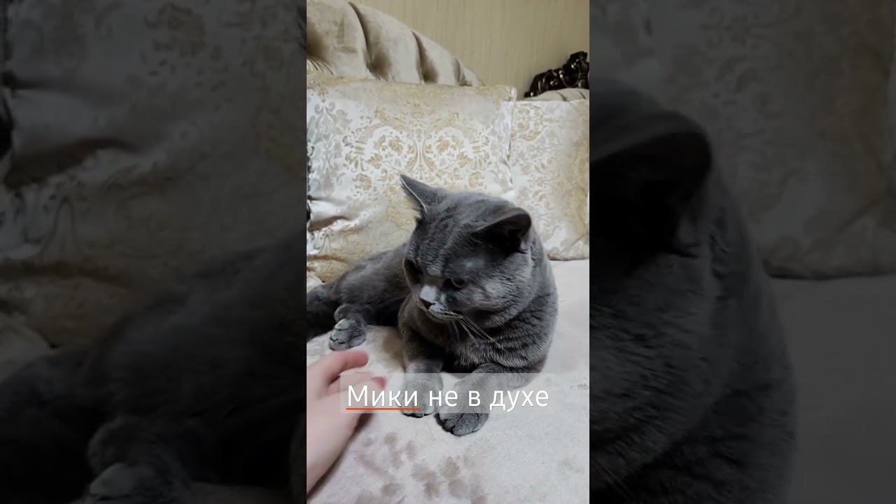 Мики не в духе