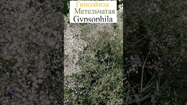 Гипсофила метельчатая (Gypsophila paniculata).💐