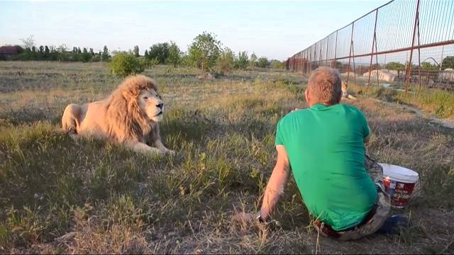 Иногда вот так приходится КОРМИТЬ ЛЬВОВ ! Sometimes you have to LION FEED like this !